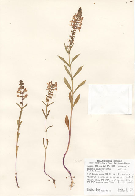 Warnockia scutellarioides (Prairie brazosmint) #29181