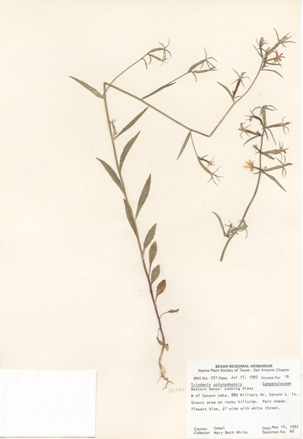 Triodanis coloradoensis (Colorado venus' looking-glass) #29183