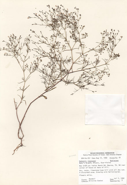 Stenaria nigricans var. nigricans (Diamondflowers) #29213