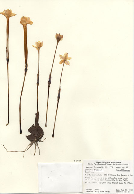 Cooperia drummondii (Evening rain lily) #29228