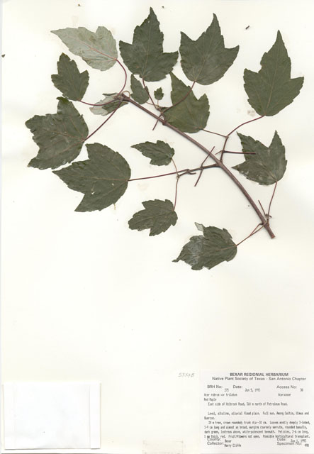 Acer rubrum var. trilobum (Trident maple) #29237