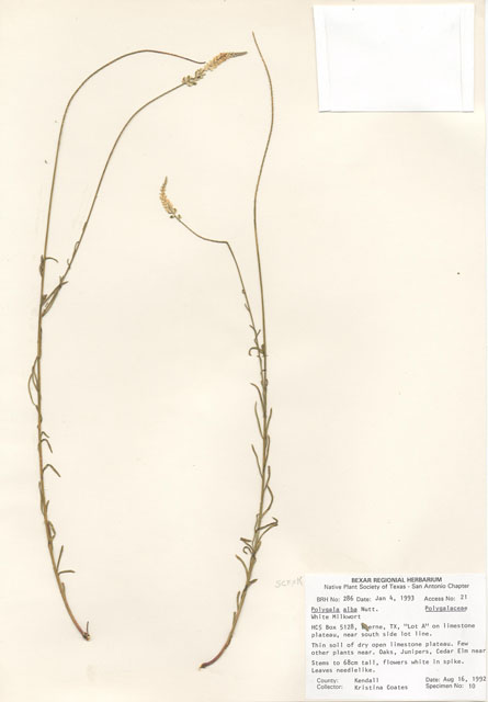 Polygala alba (White milkwort) #29248