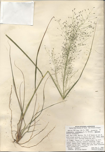 Eragrostis intermedia (Plains lovegrass) #29258