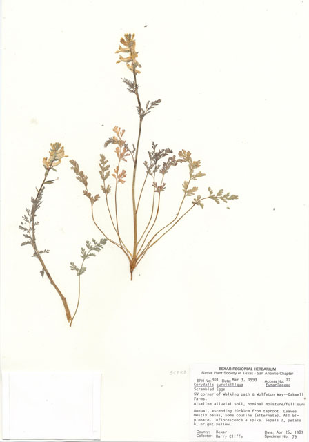 Corydalis curvisiliqua (Curvepod fumewort) #29265