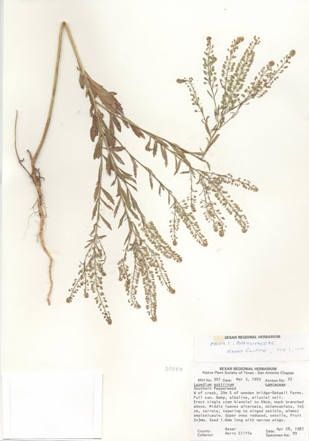 Lepidium austrinum (Southern peppergrass) #29271