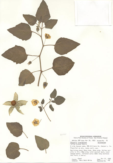 Physalis cinerascens (Smallflower groundcherry) #29272