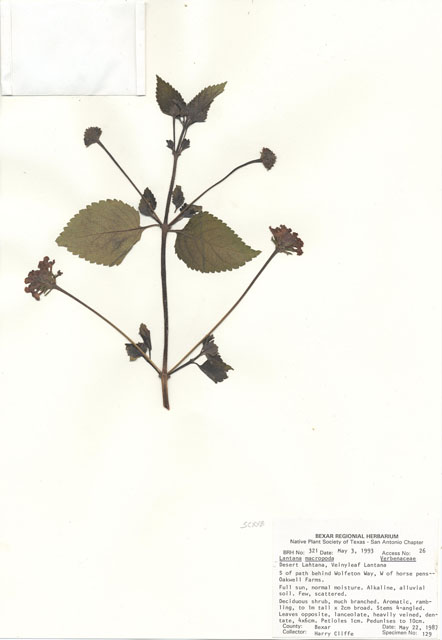 Lantana achyranthifolia (Brushland shrubverbena) #29285