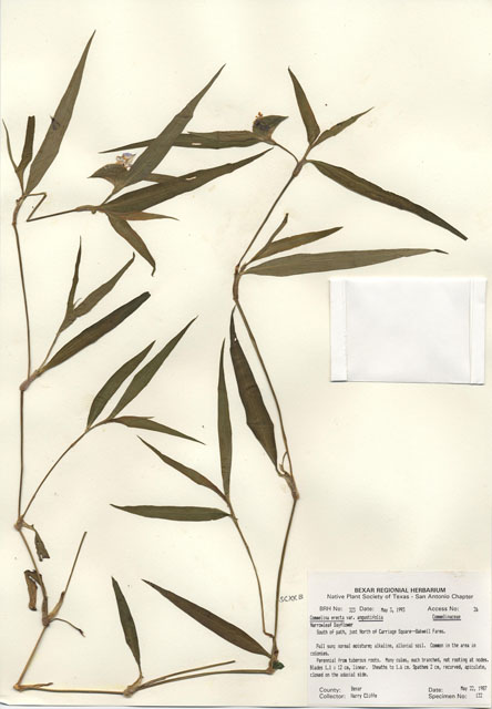 Commelina erecta var. angustifolia (Whitemouth dayflower) #29288