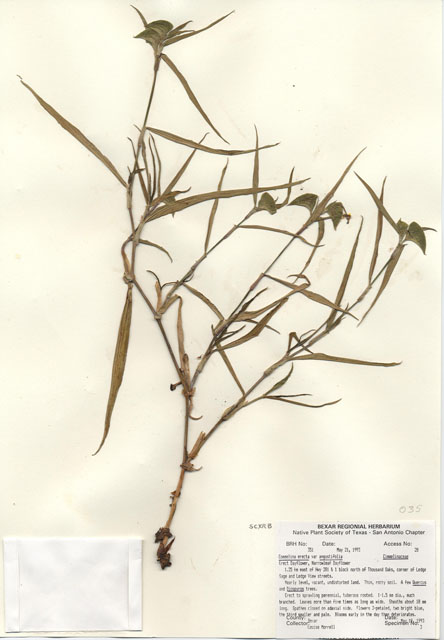 Commelina erecta var. angustifolia (Whitemouth dayflower) #29316