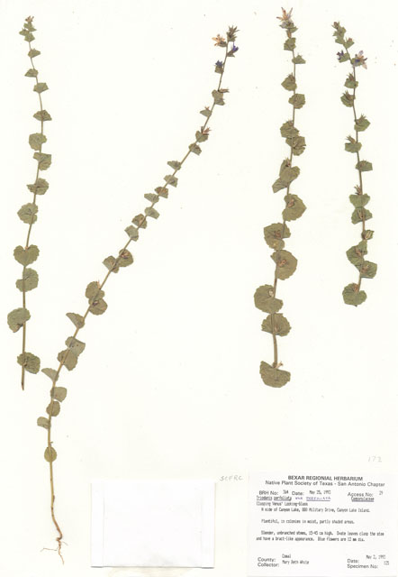 Triodanis perfoliata (Clasping venus's looking-glass) #29329