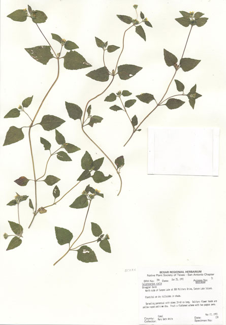 Calyptocarpus vialis (Horseherb) #29356