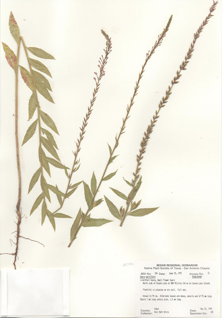 Oenothera curtiflora (Velvetweed) #29360