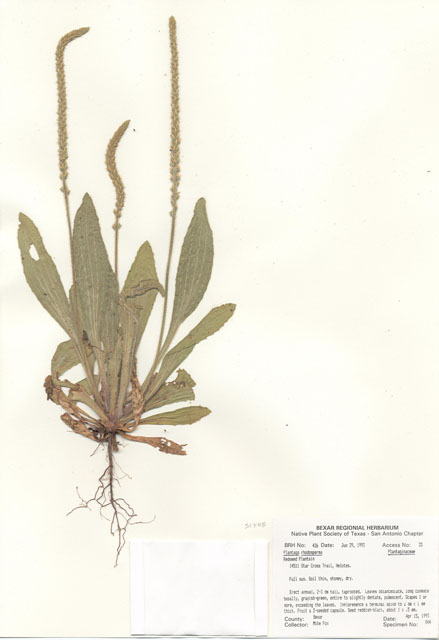 Plantago rhodosperma (Redseed plantain) #29392