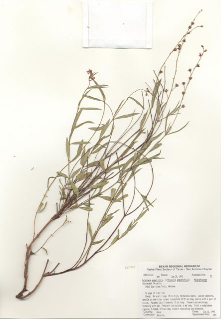 Galphimia angustifolia (Narrowleaf goldshower) #29395