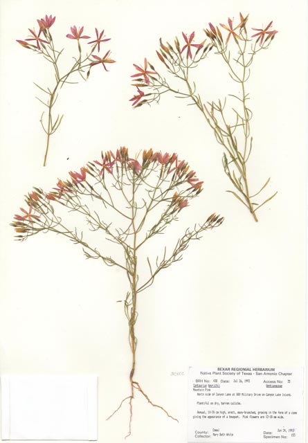 Centaurium beyrichii (Mountain pink) #29405