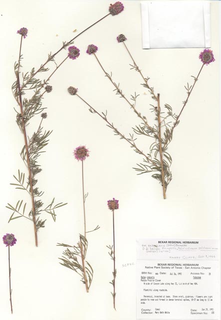 Dalea compacta (Compact prairie clover) #29407