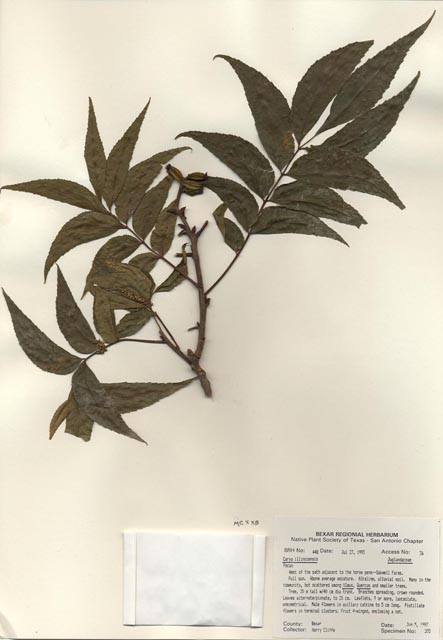 Carya illinoinensis (Pecan) #29415