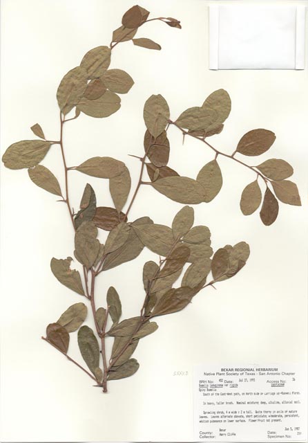 Sideroxylon lanuginosum ssp. rigidum (Gum bully) #29419
