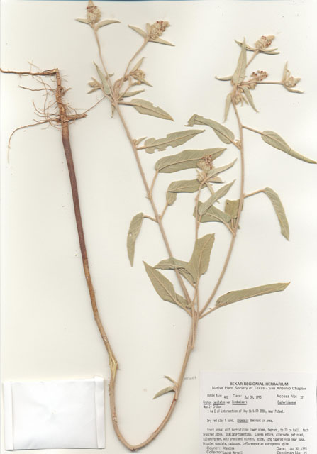 Croton capitatus var. lindheimeri (Woolly croton) #29449