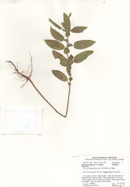 Heterotheca subaxillaris (Camphorweed) #29450