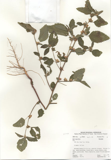 Sida tragiifolia (Earleaf fanpetals) #29467