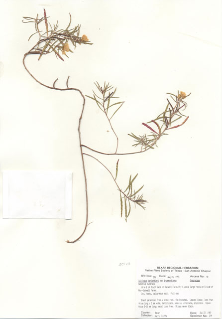 Calylophus berlandieri ssp. berlandieri (Berlandier's sundrops) #29501