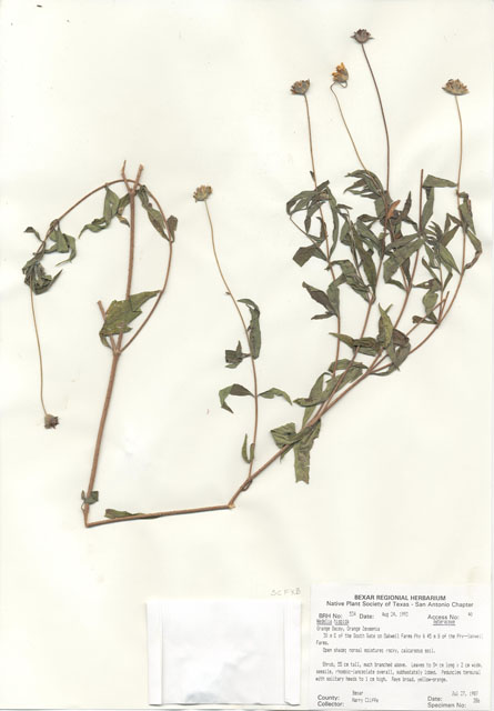 Wedelia acapulcensis var. hispida (Zexmenia) #29505