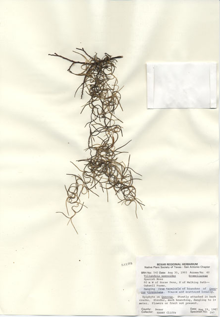 Tillandsia usneoides (Spanish moss) #29513