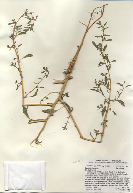 Amaranthus scleropoides (Bonebract amaranth) #29514