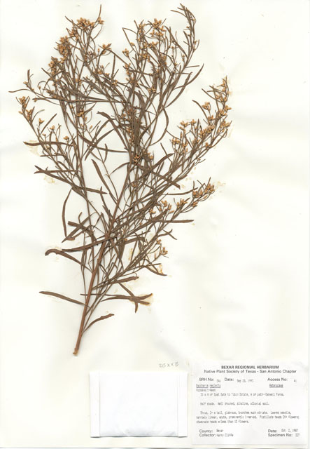 Baccharis neglecta (False willow) #29516