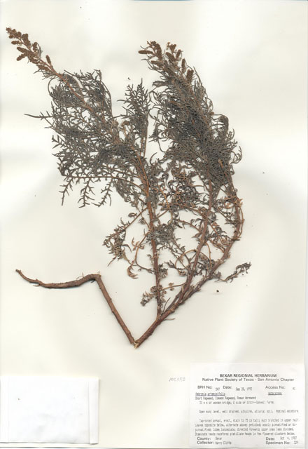Ambrosia artemisiifolia (Annual ragweed) #29517