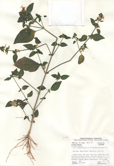 Dicliptera brachiata (Branched foldwing) #29518