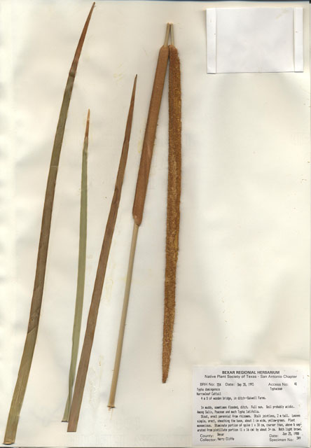 Typha domingensis (Southern cattail) #29527