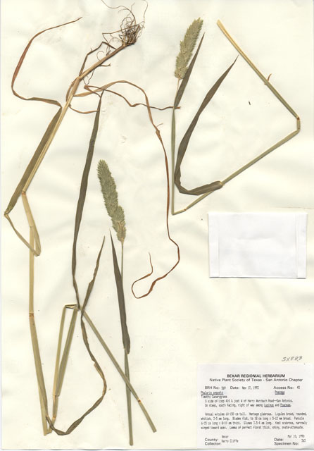 Phalaris angusta (Timothy canarygrass) #29544