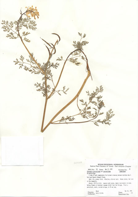 Corydalis curvisiliqua ssp. curvisiliqua (Curvepod fumewort) #29546