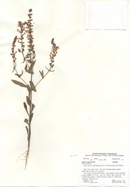 Warnockia scutellarioides (Prairie brazosmint) #29556
