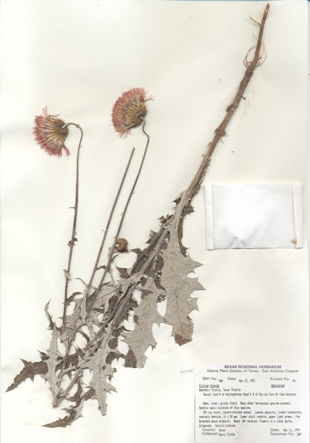 Cirsium texanum (Texas thistle) #29559