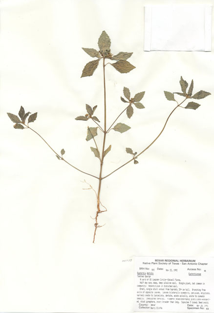Euphorbia dentata (Toothed spurge) #29568