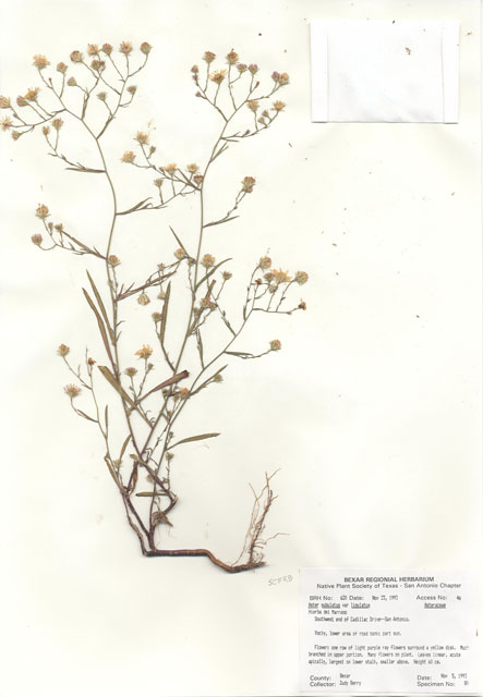 Symphyotrichum divaricatum (Southern annual saltmarsh aster) #29595