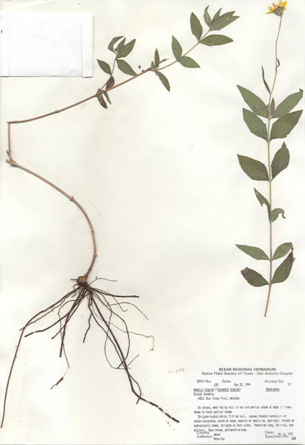 Wedelia acapulcensis var. hispida (Zexmenia) #29603