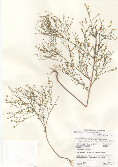 Amphiachyris dracunculoides (Prairie broomweed) #29608