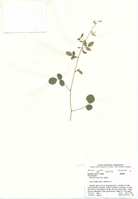 Rhynchosia senna var. texana (Texas snoutbean) #29610