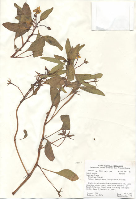 Ludwigia peploides (Floating primrose-willow) #29615