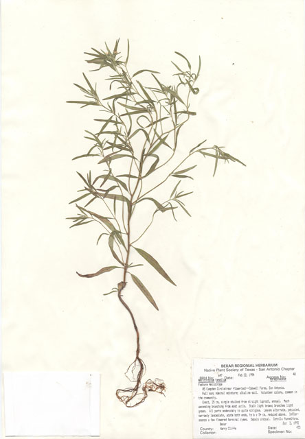 Heliotropium tenellum (Pasture heliotrope) #29622