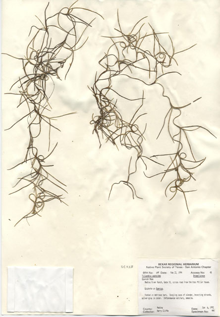 Tillandsia usneoides (Spanish moss) #29624
