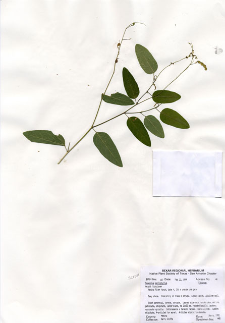 Desmodium psilophyllum (Simpleleaf ticktrefoil) #29632