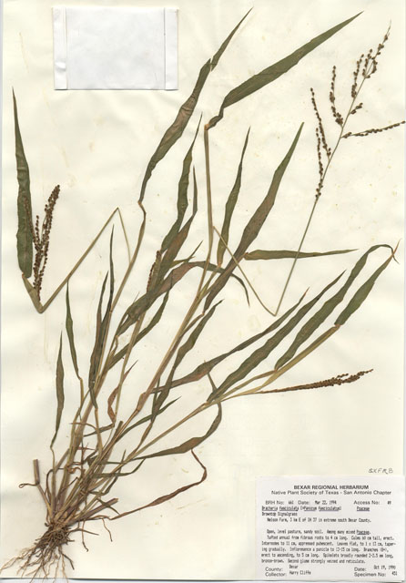 Urochloa fusca (Browntop signalgrass) #29636