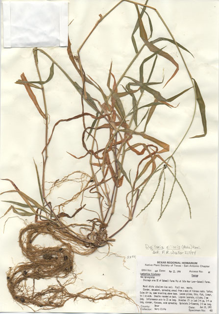 Leptochloa panicea ssp. brachiata (Red sprangletop) #29639