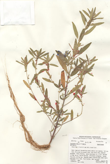 Argythamnia humilis var. humilis (Low silverbush) #29640