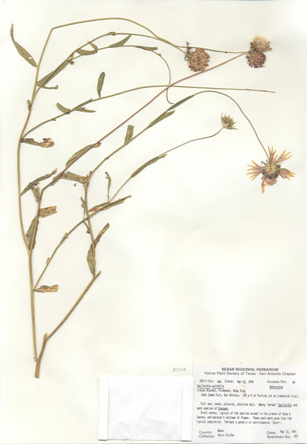 Gaillardia pulchella (Indian blanket) #29641